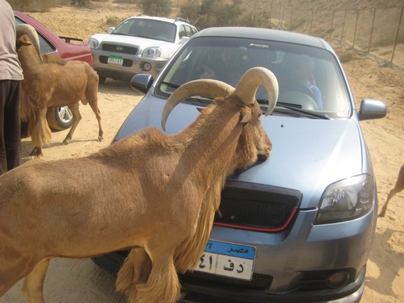 الغزال يرحب بالزائرين