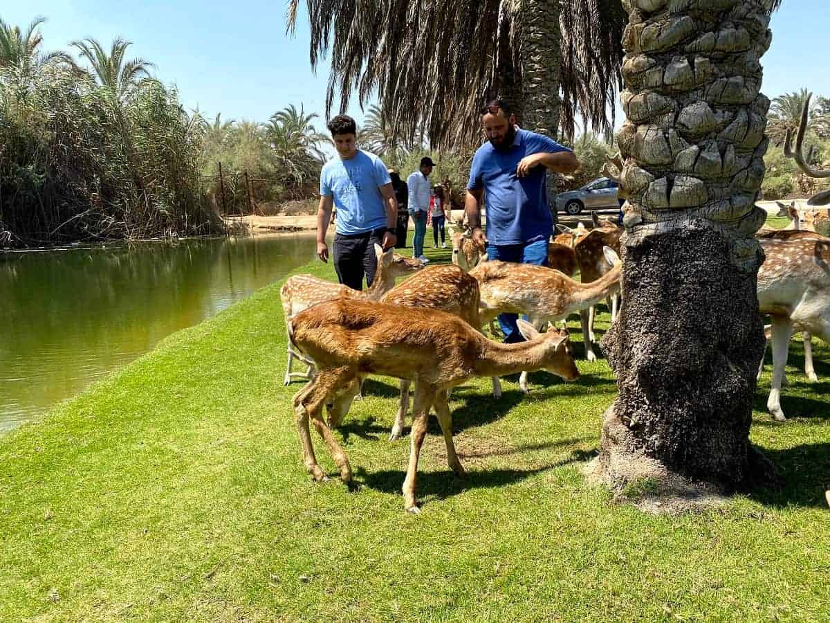 أسعار افريكانو بارك 2027