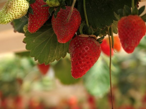 الفراولة في مرتفعات كاميرون