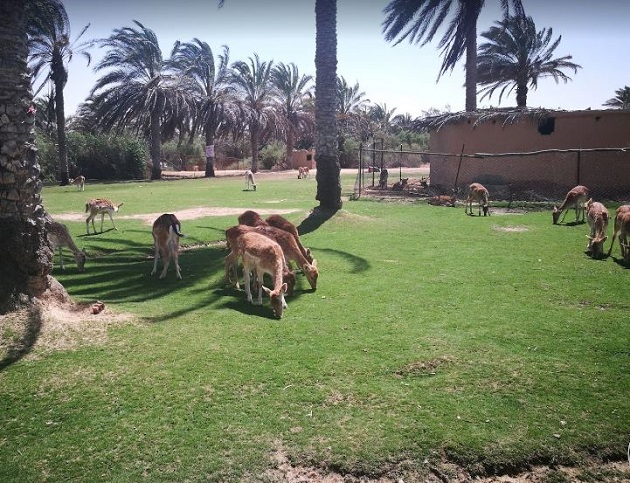 أسعار افريكانو بارك 2027
