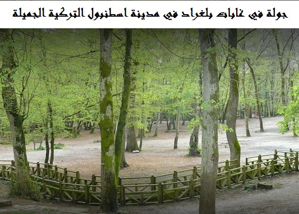 غابة بلغراد اسطنبول