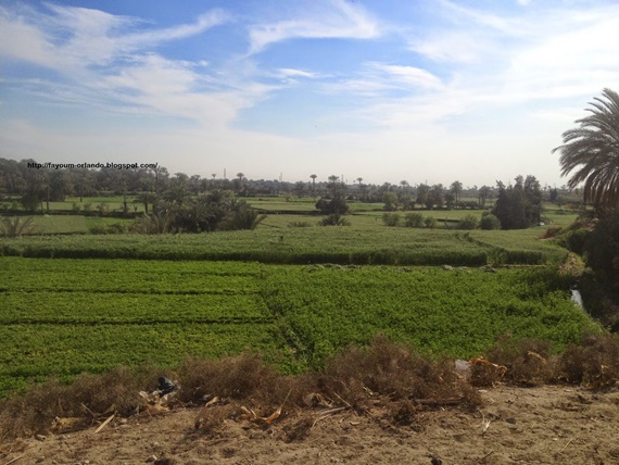 مدينة الفيوم بلونها الأخضر