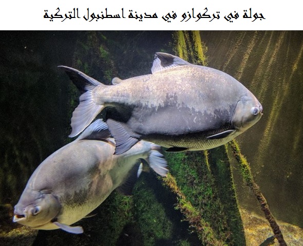 تركوازو اسطنبول